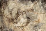 Beautiful, Petrified Wood (Araucaria) Slab - Madagascar #304808-1